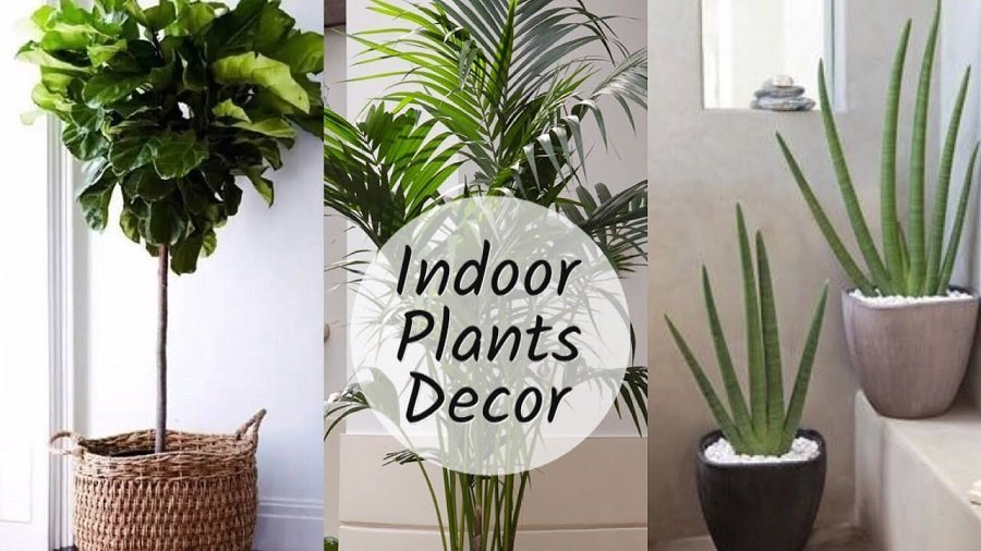 Why should one use indoor plants for home decor? | Digital Scrapz